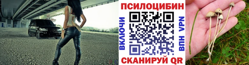 дарнет шоп ссылка на мегу Псилоцибиновые грибы прущие грибы Александровск-Сахалинский